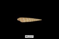 藏品(筍螺一種)的圖片